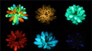 Could Glow-in-the-Dark Succulents Be a New Energy-Free Light Source? (news). Photo by Liu et al., Matter 2025 (CC BY-SA 4.0)
