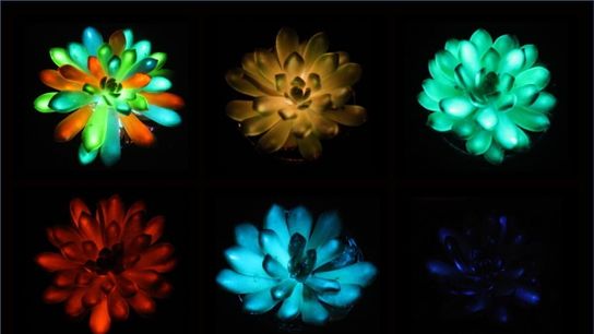 Could Glow-in-the-Dark Succulents Be a New Energy-Free Light Source? (news)