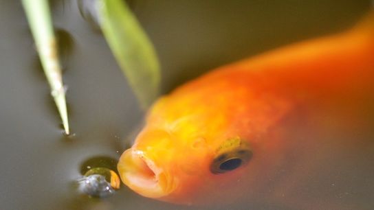 Goldfishes — a longtime favorite in aquariums — were imported into the UK by the millions in 2020. Over 88,000 goldfishes (Carassius auratus) entering the country from outside the EU that year were dead on arrival.