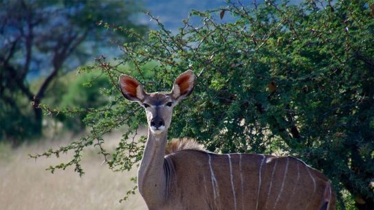 A female greater kudu (Tragelaphus strepsiceros).