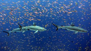 To Save Sharks and Rays, Protect These Places (news). Photo by Kelvin Gorospe/NOAA