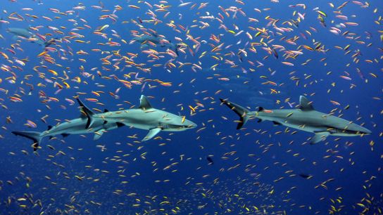 To Save Sharks and Rays, Protect These Places (news)