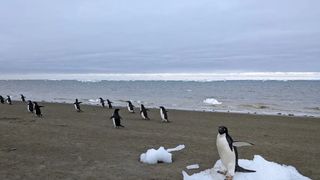 The Weird Way That Penguin Poop Might Be Cooling Antarctica (news). Photo by Matthew Boyer