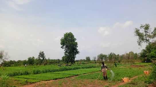 Access to water is vital for a successful market garden. The Agro-Eco Cooperative has a borehole with a solar-powered pump and hopes to have a second well drilled soon.
