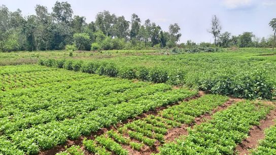 Vegetables on the Agro-Eco Cooperative after watering.