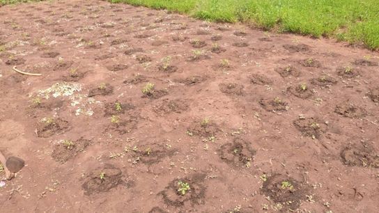 Ash and manure have been placed around these tomato seedlings to enrich the soil and protect them from pests.