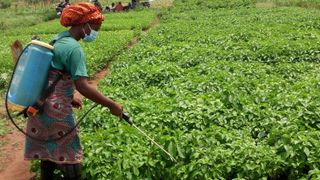 Young Entrepreneurs in Benin Develop Eco-Friendly Farming Solutions (news). Photo by Ange Banouwin for Mongabay