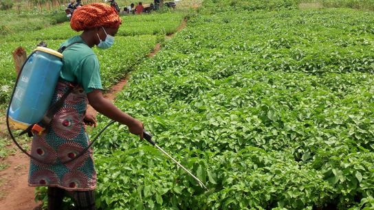 Young Entrepreneurs in Benin Develop Eco-Friendly Farming Solutions (news)