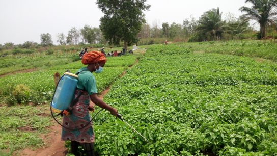 To break the pest life cycle, the market gardeners use insect repellents and practice crop rotation. 