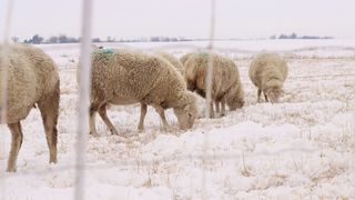Wool, Beer and Cleaner Water: Just a Few Iowa Products From an Experimental Grain (news). Photo by Cami Koons/Iowa Capital Dispatch
