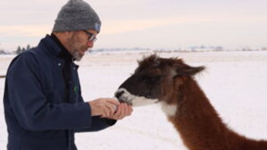 Lee Tesdell feeds his llama, Lennie, who guards the sheep flock he grazes on Kernza. 