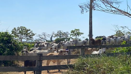 A herd of cows in a forested section of Antonio Cardozo’s farm.