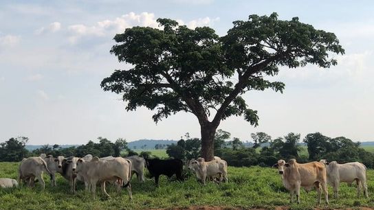 Cattle ranching is a key economic driver in Mato Grosso, Brazil’s agricultural heartland. In Peixoto de Azevedo, forest has given way to pasture and soy fields at a breakneck pace, putting pressure on Indigenous territories like Capoto/Jarina.