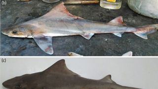 Rare Shark Reemerges in Papua New Guinea River (news). Photo by Sagumai et al., 2025 (CC BY 4.0)