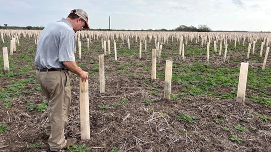 Jon Dale peeks inside a plastic tube that shelters a native seedling at Laguna Atascosa National Wildlife Refuge. The refuge is one of the last places where ocelots breed, and restoration efforts aim to connect isolated thorn forests so the cats can travel between them.