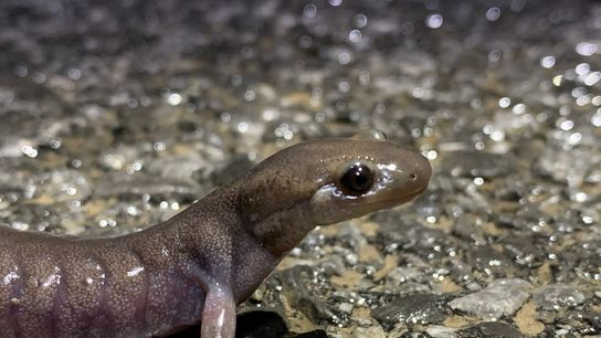 Innovative Salamander Tunnels in New Hampshire Offer Hope for Imperiled Species (news)