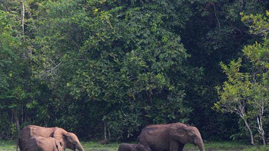 Selective Logging in Congo Basin Could Boost Carbon Storage and Local Jobs (news)