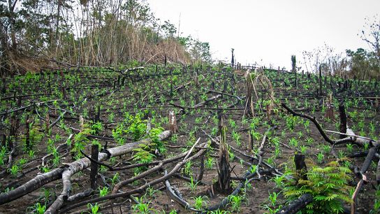 Cleared mangroves, recently re-planted in Brazil, 2006.