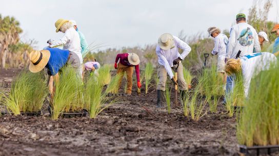 A Helping Hand for Mangroves (news)