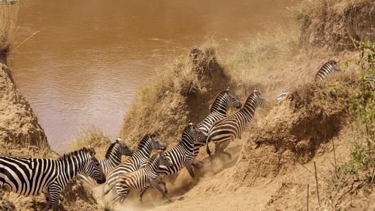 How Maasai Communities Incentivized Wildlife Conservation on Private Lands (news)