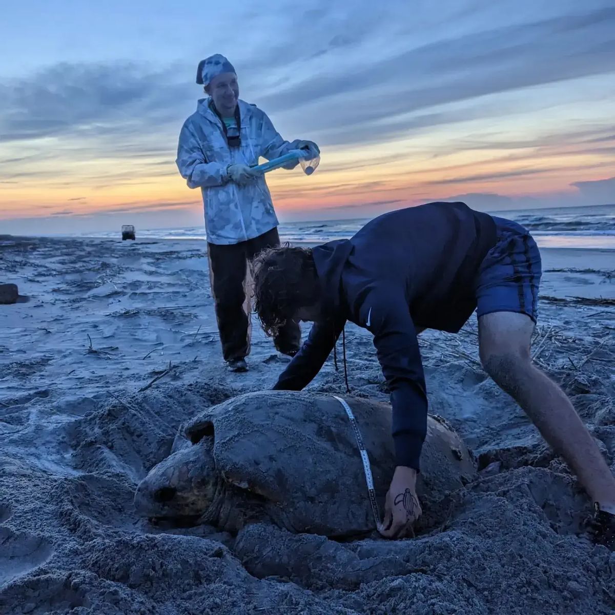 A Caretta Research Project volunteer measures the shell of a nesting sea turtle on Wassaw Island, Georgia. These volunteers are specially trained to collect turtle data. It’s illegal for ordinary beachgoers to interfere with turtles or nests.
