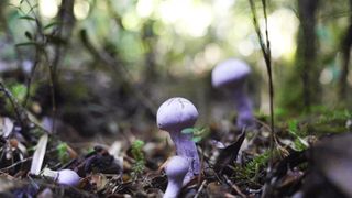There’s a Surprising Climate Solution Right Under Your Feet: Mushrooms (news). Photo by Tomás Munita