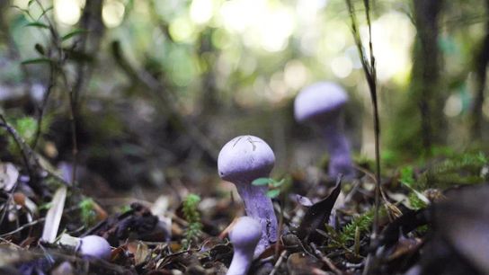 There’s a Surprising Climate Solution Right Under Your Feet: Mushrooms (news)