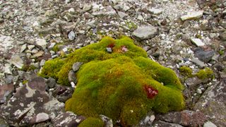 New Map Reveals the Extent of Vegetation in Antarctica (news). Photo by <a href="https://commons.wikimedia.org/wiki/File:Musgo_Antartico.jpg">Carloszelayeta</a>