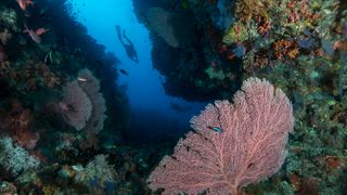 Thai Nonprofit Raises Bamboo Sharks to Help Restore Coral Reefs (news). Photo by Umeed Mistry / Ocean Image Bank