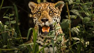 Conservation Efforts Take Shape in One of the Jaguar's Last Remaining Habitats (news). Photo by Leonardo Ramos via Wikimedia Commons (CC BY-SA 4.0)
