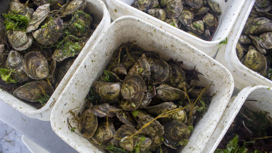 Maine Ocean Farms grows about 3 million oysters at a time on its 10-acre plot in southern Maine’s Casco Bay.