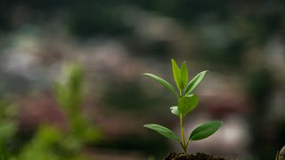 Could Bottle Crates Help Saplings Grow at Tropical Restoration Sites? (news). Photo by Pema Gyamtsho via Unsplash (Public domain)