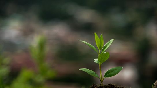 Could Bottle Crates Help Saplings Grow at Tropical Restoration Sites? (news)