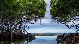 New Study Reveals Synergy of Mangroves and Dikes for Shoreline Defense (news)
