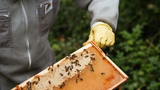 More Than Just Honey: Beekeeping Could Offer a Side Income on the Family Farm (news)