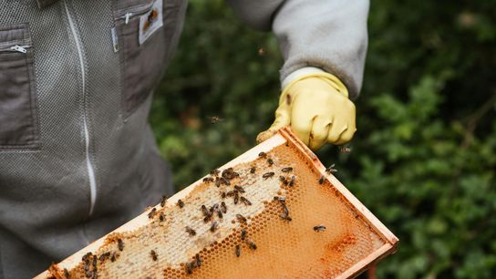 More Than Just Honey: Beekeeping Could Offer a Side Income on the Family Farm