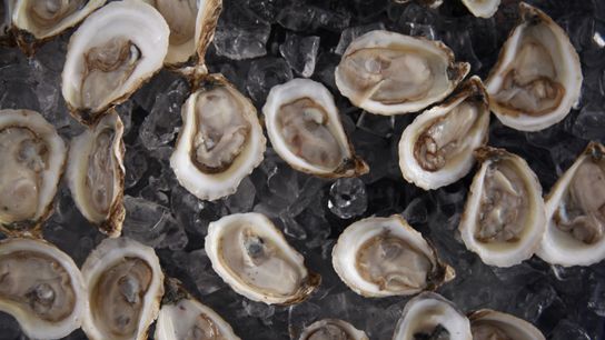 Oysters Clean Up More Nitrogen Pollution Than We Thought (news)