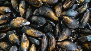 Could Artificial Habitats Provide Support for Endangered Mussels? (news)