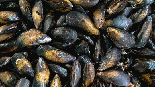 Could Artificial Habitats Provide Support for Endangered Mussels?