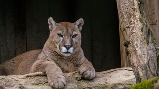 Cougars' Natural Predation Helps Protect Drivers from Deer Collisions, Finds New Study (news)