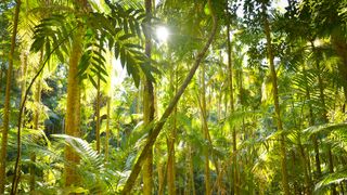 New Approach Aims to Revitalize Carbon Market by Focusing on Biodiversity and Community (news)