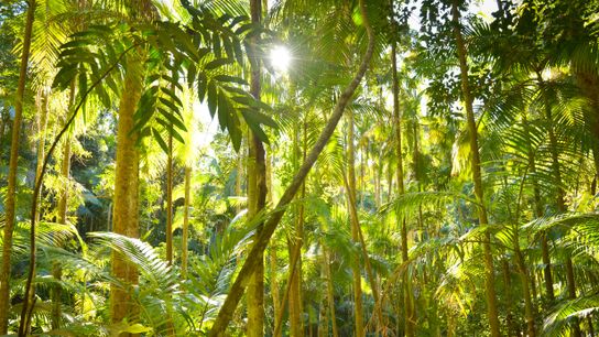 New Approach Aims to Revitalize Carbon Market by Focusing on Biodiversity and Community (news)