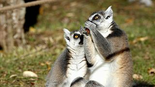 Reforestation Corridor in Madagascar Revives Lemur Habitats and Local Communities (news)