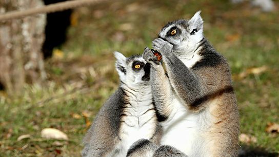 Reforestation Corridor in Madagascar Revives Lemur Habitats and Local Communities (news)