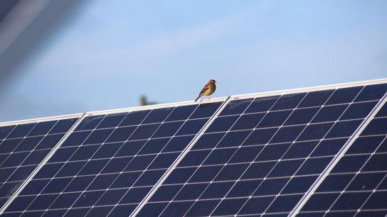 For the Birds: Solar Panels Over Peatlands May Increase Avian Biodiversity (news)