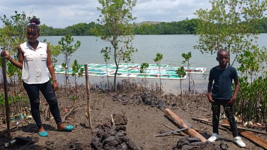 Planting mangroves near Jomvu Creek.