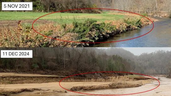Rivercane growing along the Cane River in Yancey County, North Carolina, created an “island” where it held the stream bank in place during Hurricane Helene. These photos show the river before and after the storm.