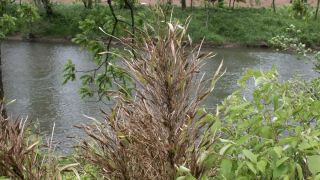 How a Species of Bamboo Could Help Protect the South From Future Floods (news). Photo by EBCI Cooperative Extension