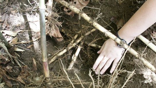 In mature patches of cane, the high density of roots and rhizomes helps keep soils in place during floods.