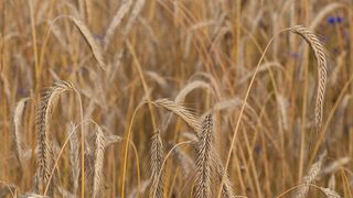 America’s Rye Whiskey Resurgence Could Help the Climate, but Not by Itself (news). Photo by Alupus (CC BY-SA 3.0)